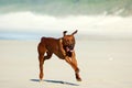 Rhodesian Ridgeback dog Royalty Free Stock Photo