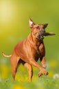 Rhodesian Ridgeback dog apportiert Royalty Free Stock Photo