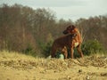 Rhodesian Ridgeback dog on the beach in the water Royalty Free Stock Photo