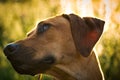 With a beautiful rhodesian ridgeback a nice time at sunset in jena Royalty Free Stock Photo