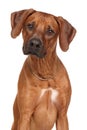 Rhodesian Ridgeback dog breed Royalty Free Stock Photo