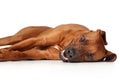 Rhodesian Ridgeback dog breed Royalty Free Stock Photo