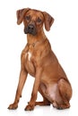 Rhodesian Ridgeback dog breed Royalty Free Stock Photo