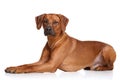 Rhodesian Ridgeback dog breed Royalty Free Stock Photo