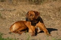 Rhodesian Ridgeback dog Royalty Free Stock Photo