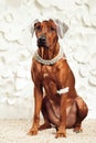 Rhodesian Ridgeback dog dressed like a bride Royalty Free Stock Photo