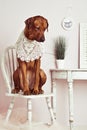 Rhodesian Ridgeback dog lady in front of a vanity Royalty Free Stock Photo