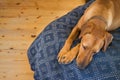 Rhodesian Ridgeback dog fast asleep on a soft human bed
