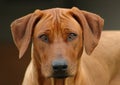Rhodesian Ridgeback dog head portrait Royalty Free Stock Photo