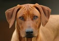 Rhodesian Ridgeback dog head portrait