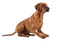 Rhodesian Ridgeback Dog On Isolated Transparent Background, Png. Generative AI Royalty Free Stock Photo