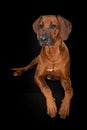 Rhodesian ridgeback dog lying on a black couch on a black background Royalty Free Stock Photo