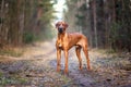 Rhodesian ridgeback dog outdoors