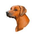 Rhodesian Ridgeback dog portrait isolated on white. Digital art illustration of hand drawn dog for web, t-shirt print and puppy Royalty Free Stock Photo