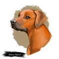 Rhodesian Ridgeback dog portrait isolated on white. Digital art illustration of hand drawn dog for web, t-shirt print and puppy Royalty Free Stock Photo