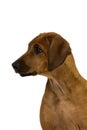 RHODESIAN RIDGEBACK DOG, PORTRAIT OF 3 MONTHS OLD PUP Royalty Free Stock Photo