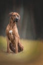 Portrait of a rhodesian ridgeback dog.