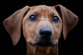 Rhodesian Ridgeback dog puppy portrait Royalty Free Stock Photo