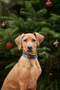 Rhodesian Ridgeback dog puppy with christmas tree Royalty Free Stock Photo