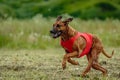 Rhodesian ridgeback dog in red shirt running in green field and chasing lure at full speed on coursing competition Royalty Free Stock Photo