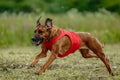 Rhodesian ridgeback dog in red shirt running in green field and chasing lure at full speed on coursing competition Royalty Free Stock Photo