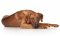 Rhodesian Ridgeback dog