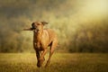 Rhodesian Ridgeback dog Royalty Free Stock Photo