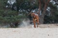 Rhodesian Ridgeback dog running around Royalty Free Stock Photo