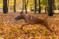 Rhodesian Ridgeback Dog is Running On the Autumn Leaves Ground. Royalty Free Stock Photo