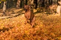 Rhodesian Ridgeback Dog is Running On the Autumn Leaves Ground. Royalty Free Stock Photo