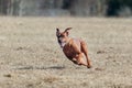 Rhodesian Ridgeback dog running full speed at lure coursing Royalty Free Stock Photo