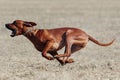 Rhodesian Ridgeback dog running full speed at lure coursing Royalty Free Stock Photo