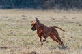 Rhodesian Ridgeback dog running full speed at lure coursing Royalty Free Stock Photo