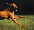 Rhodesian Ridgeback dog running in summer Royalty Free Stock Photo