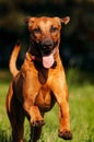 Rhodesian Ridgeback dog running in summer Royalty Free Stock Photo