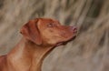 Rhodesian Ridgeback dog Royalty Free Stock Photo