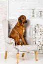 Rhodesian Ridgeback dog sitting in chair in front of flower fireplace