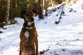 Rhodesian Ridgeback dog in snow covered forest Royalty Free Stock Photo