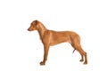 Rhodesian ridgeback dog standing in show position seen from the Royalty Free Stock Photo