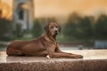 Rhodesian Ridgeback Dog on the wall Royalty Free Stock Photo