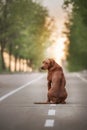 Rhodesian Ridgeback Dog on the wall Royalty Free Stock Photo