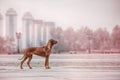 Rhodesian Ridgeback Dog on the wall Royalty Free Stock Photo