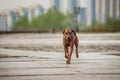 Rhodesian Ridgeback Dog on the wall Royalty Free Stock Photo