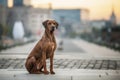 Rhodesian Ridgeback Dog on the wall Royalty Free Stock Photo