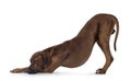 Rhodesian Ridgeback dog on white background Royalty Free Stock Photo