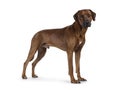 Rhodesian Ridgeback dog on white background Royalty Free Stock Photo