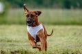 Rhodesian ridgeback dog in white shirt running in green field and chasing lure at full speed on coursing competition Royalty Free Stock Photo