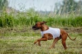 Rhodesian ridgeback dog in white shirt running in green field and chasing lure at full speed on coursing competition Royalty Free Stock Photo