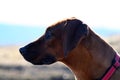 Rhodesian Ridgeback dog Royalty Free Stock Photo