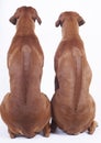 Rhodesian ridgeback dogs from back